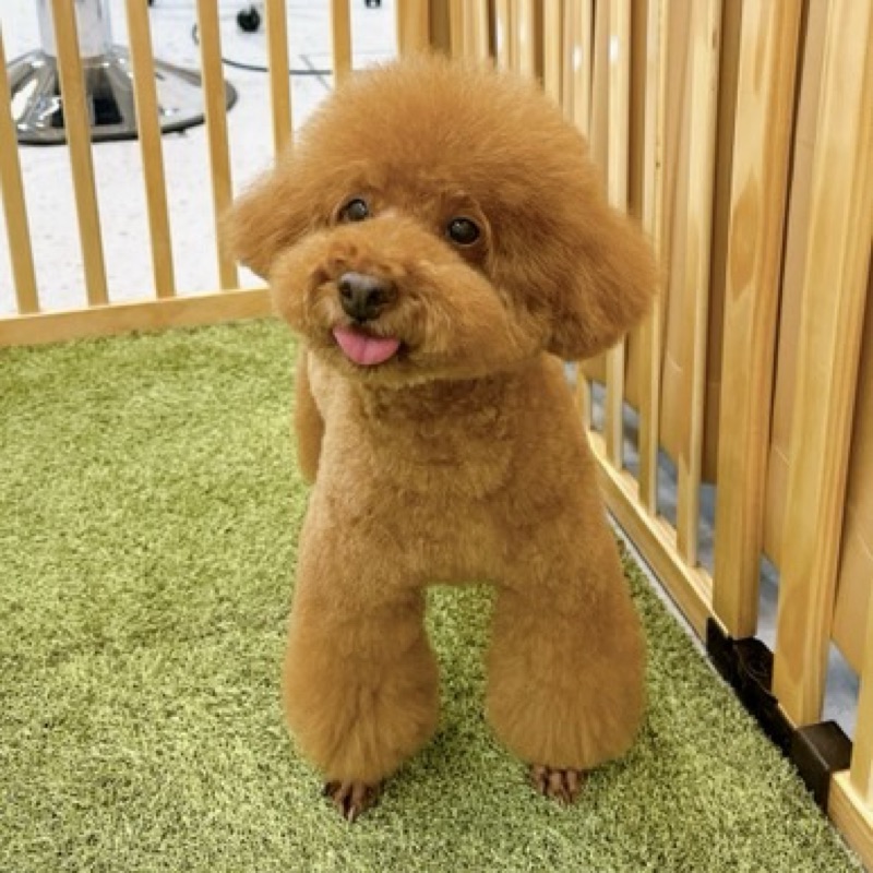 コソリ