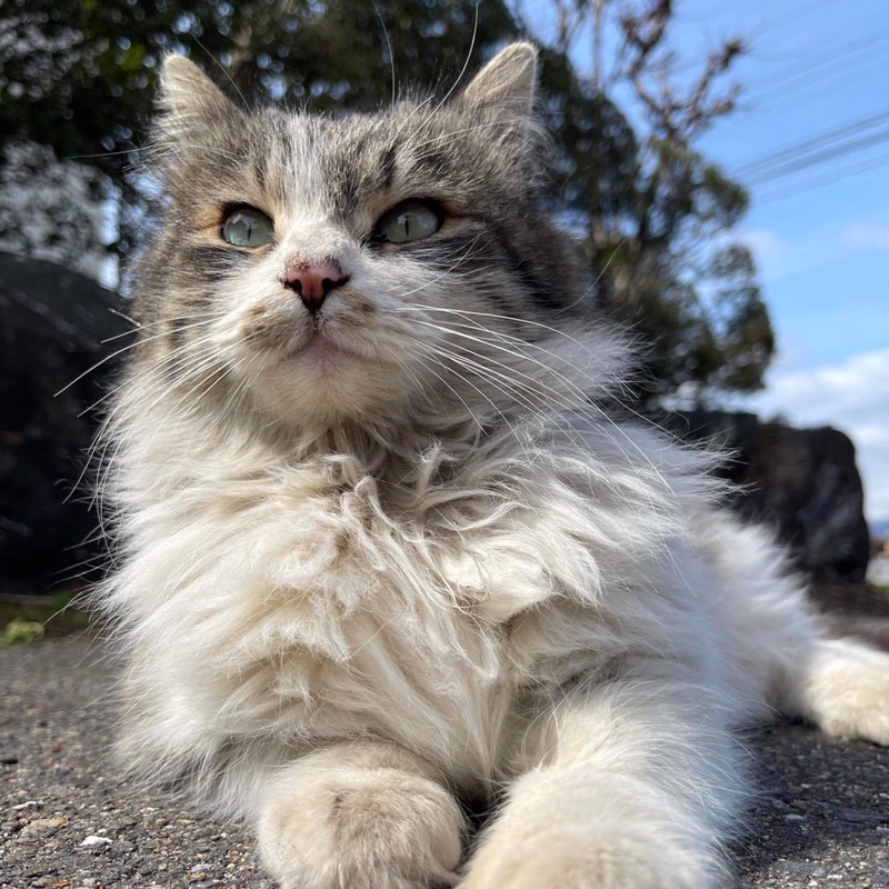 リン