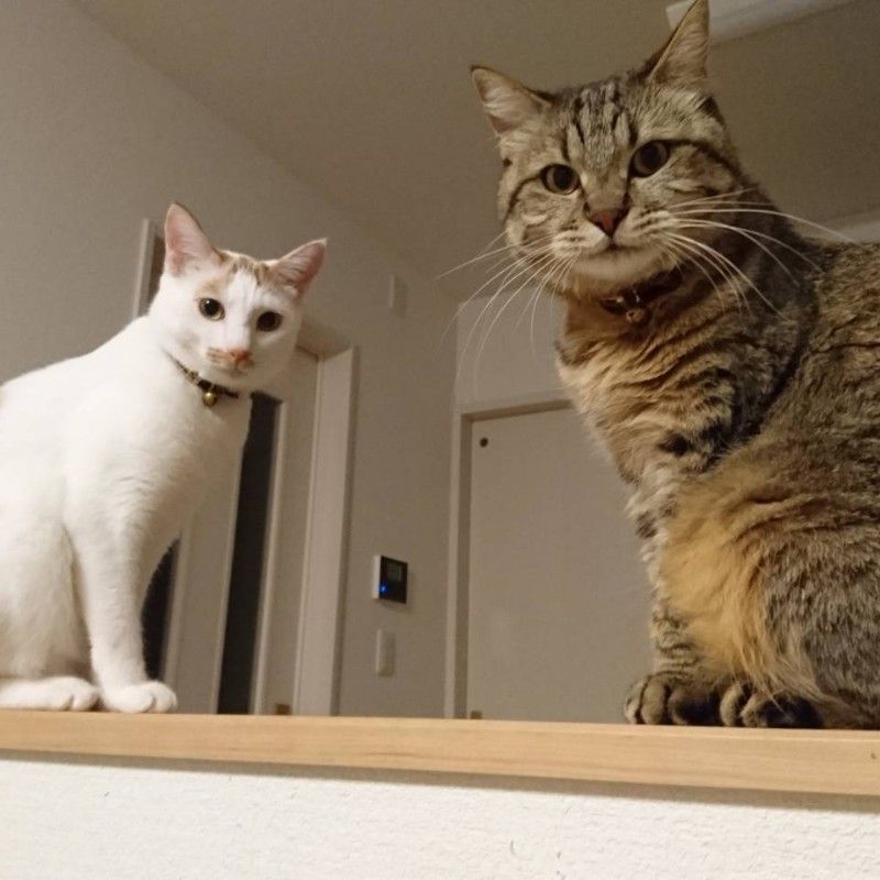 テンダ　マキ