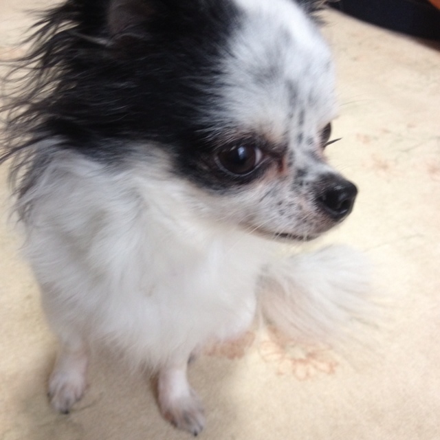 kyo