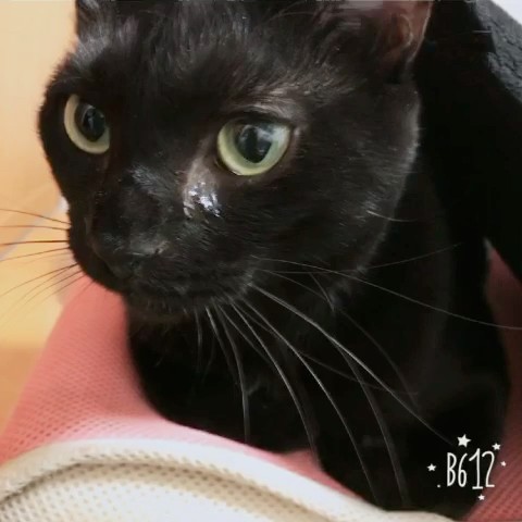 黒猫ママ