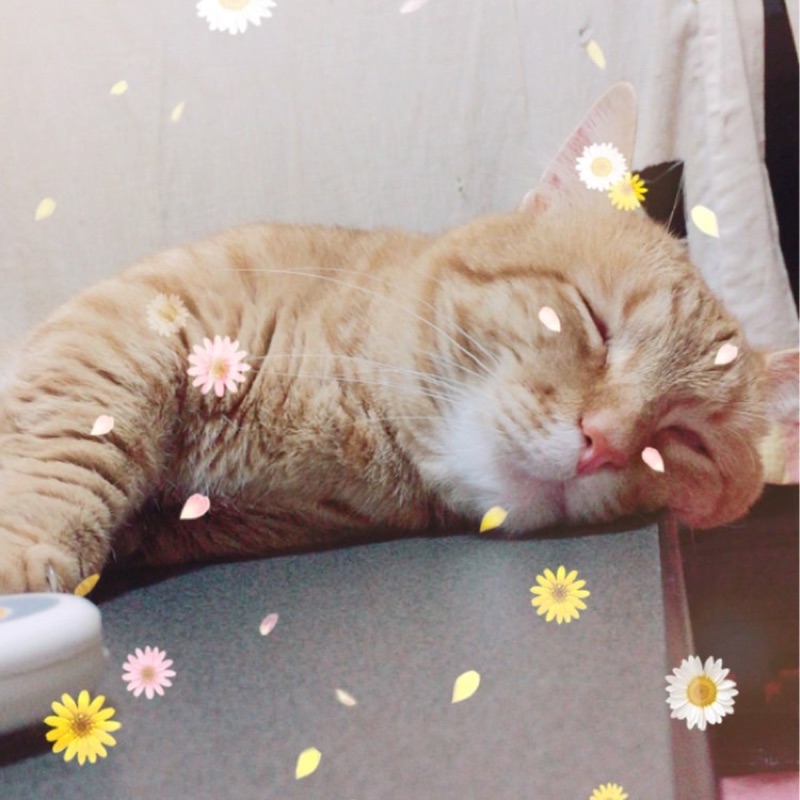 しおり