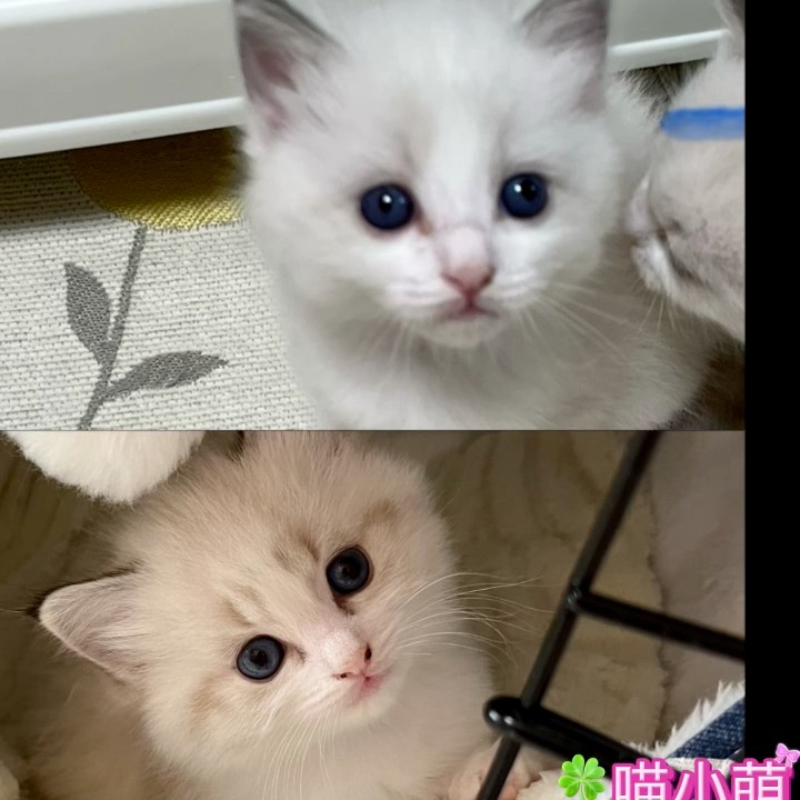 れい