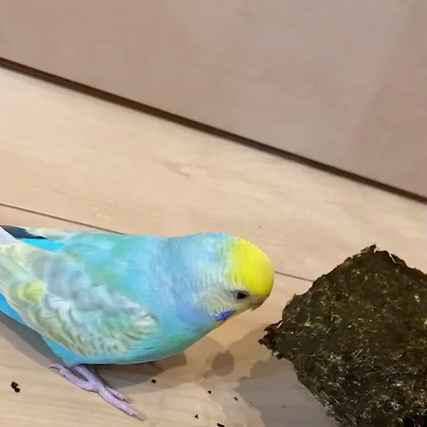 かぁ