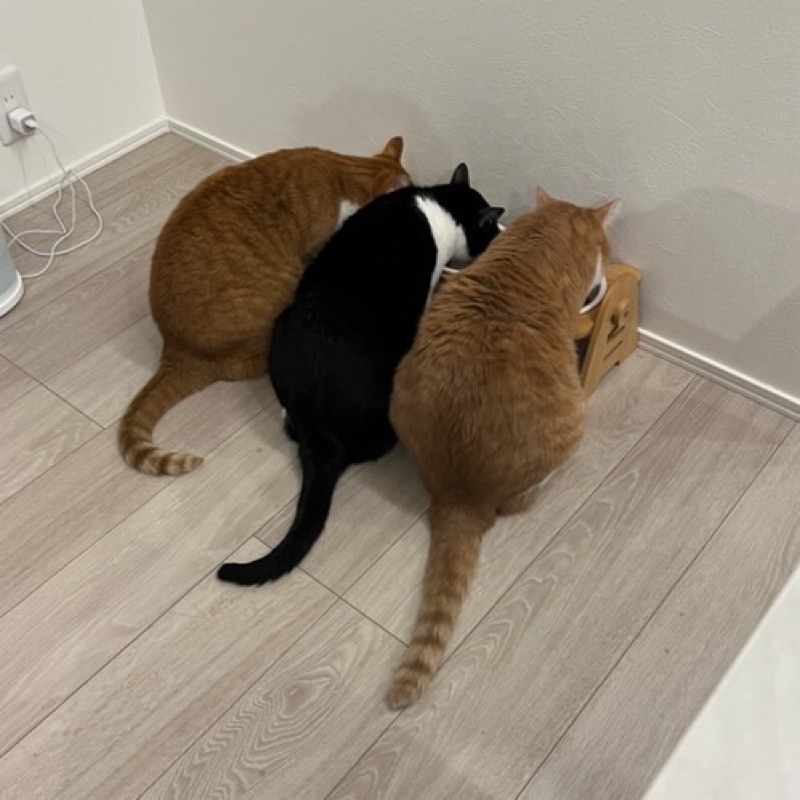 あやごま