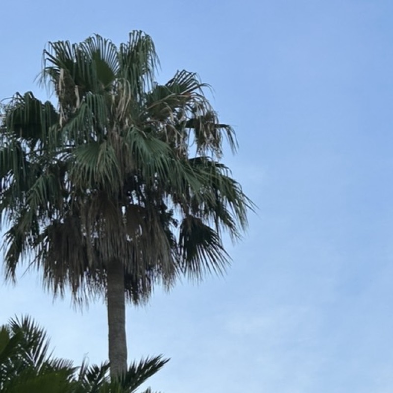 石川 智大