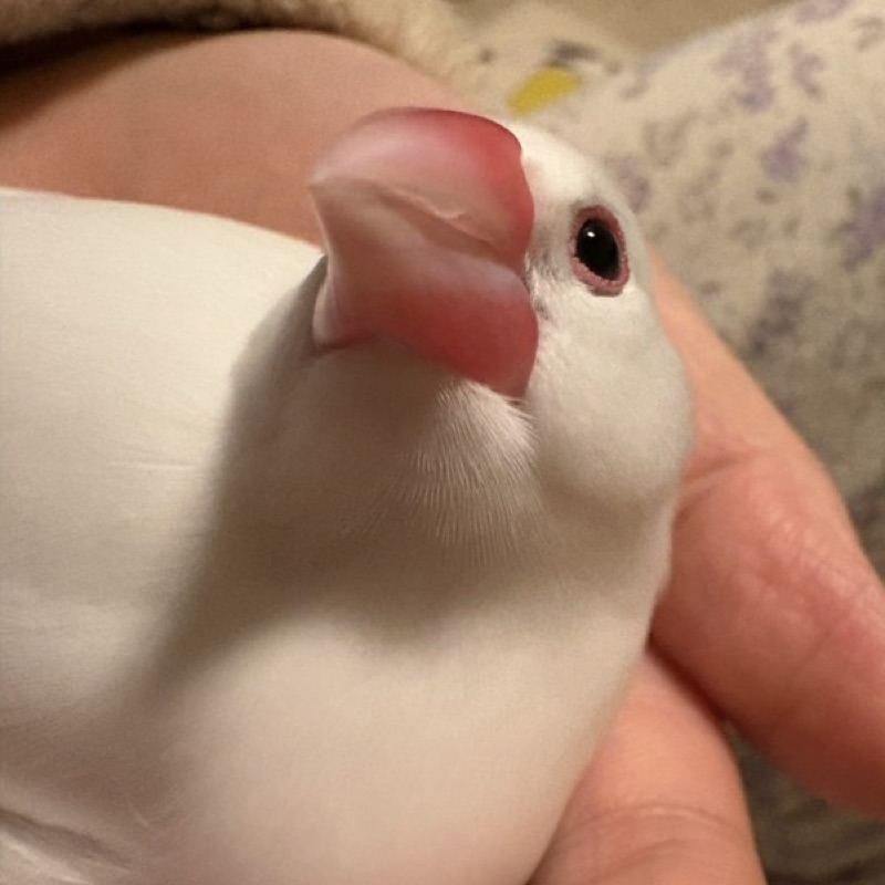 粟野 さと菜