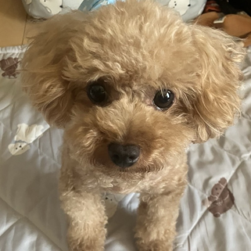 まつ