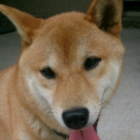 リカ