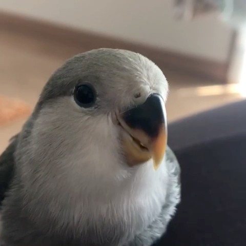 S N