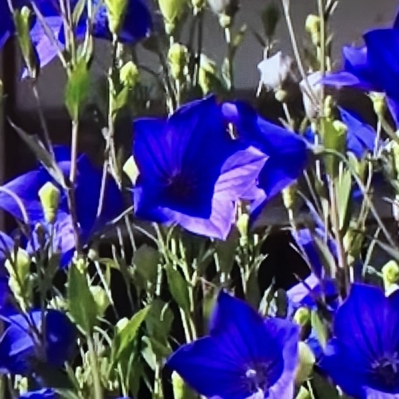 田村弥生