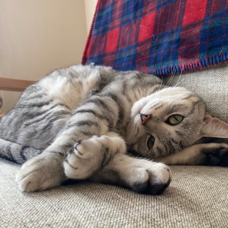 ピロ