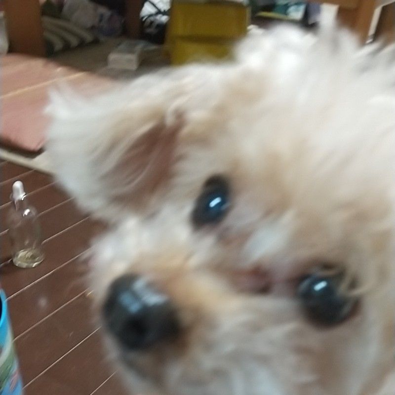 深見 隼佑