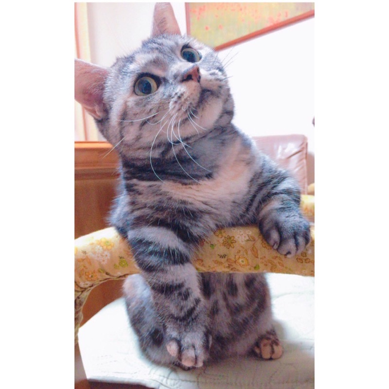 あいゆー