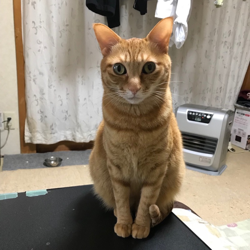 滝沢春美