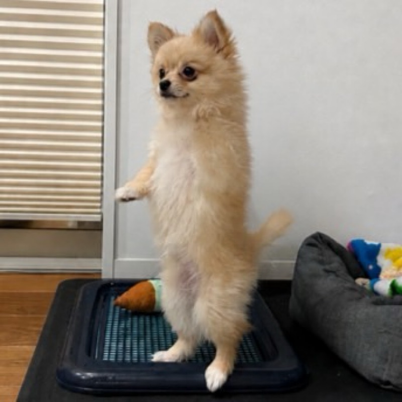 YY