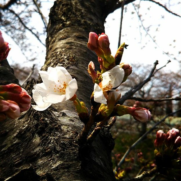 yamamori