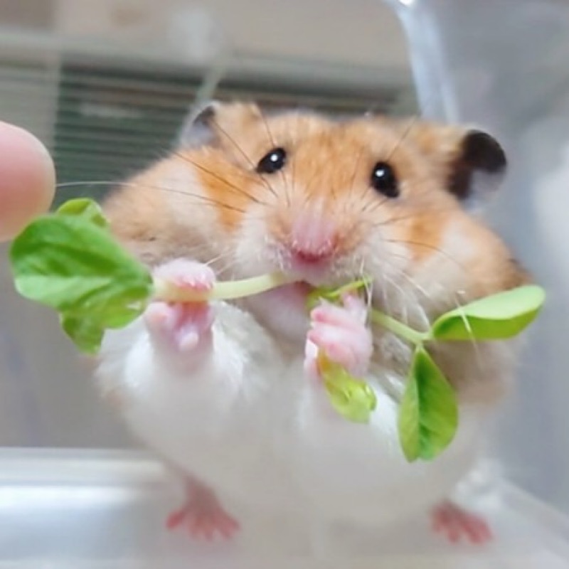 すー
