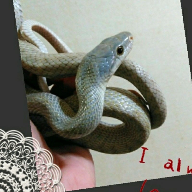 asm