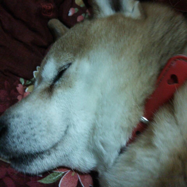 れーこ