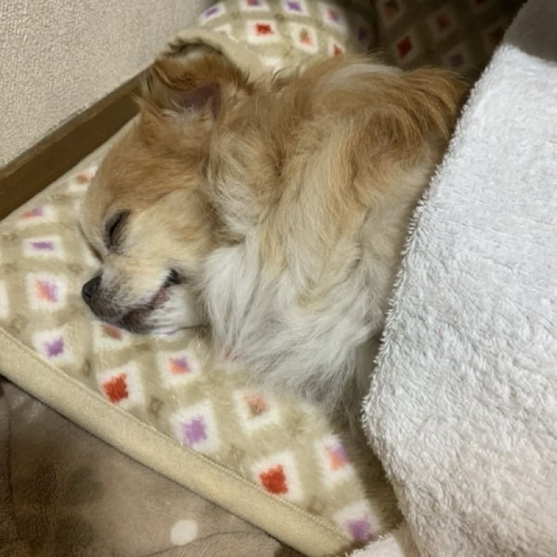 岡崎　有哉