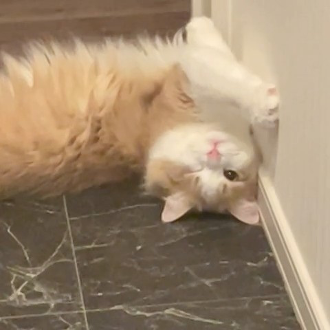ゆか