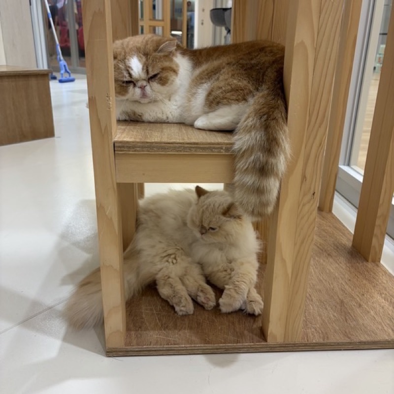 にゃんたま