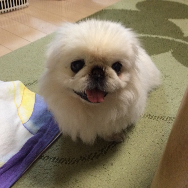 マシュマロ