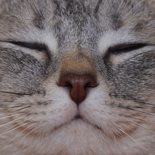 トモコ