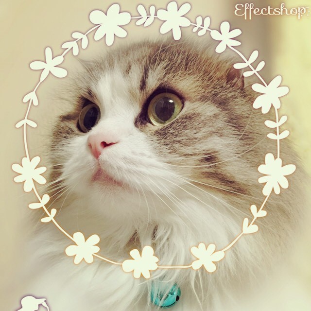 MASAKO