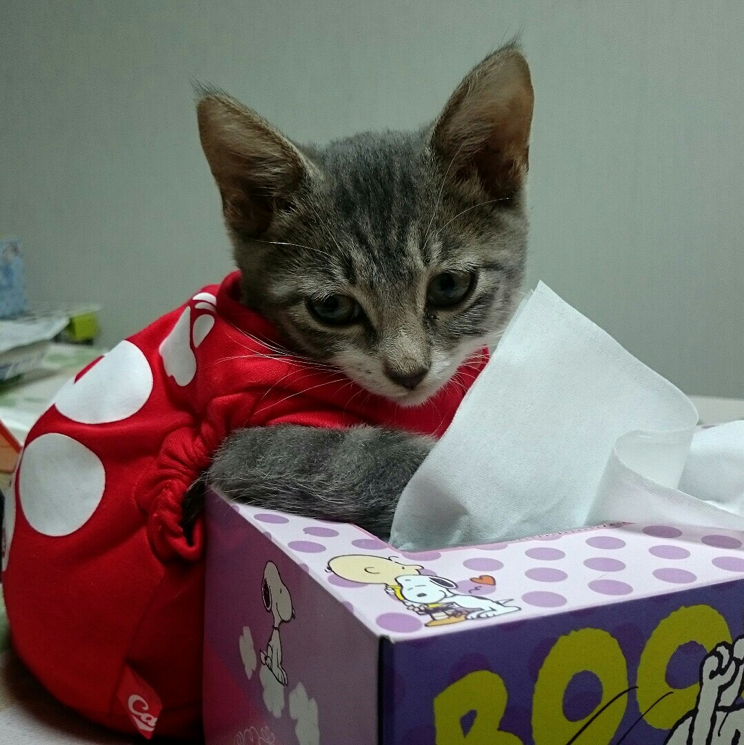 竹