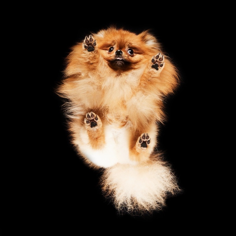 シナモン
