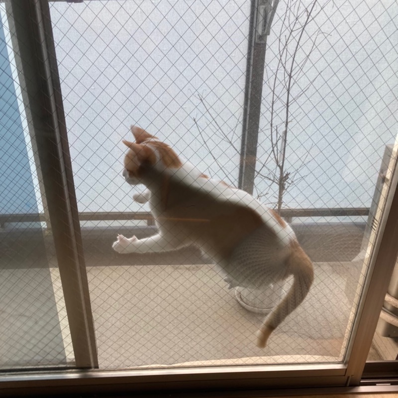夏目優季