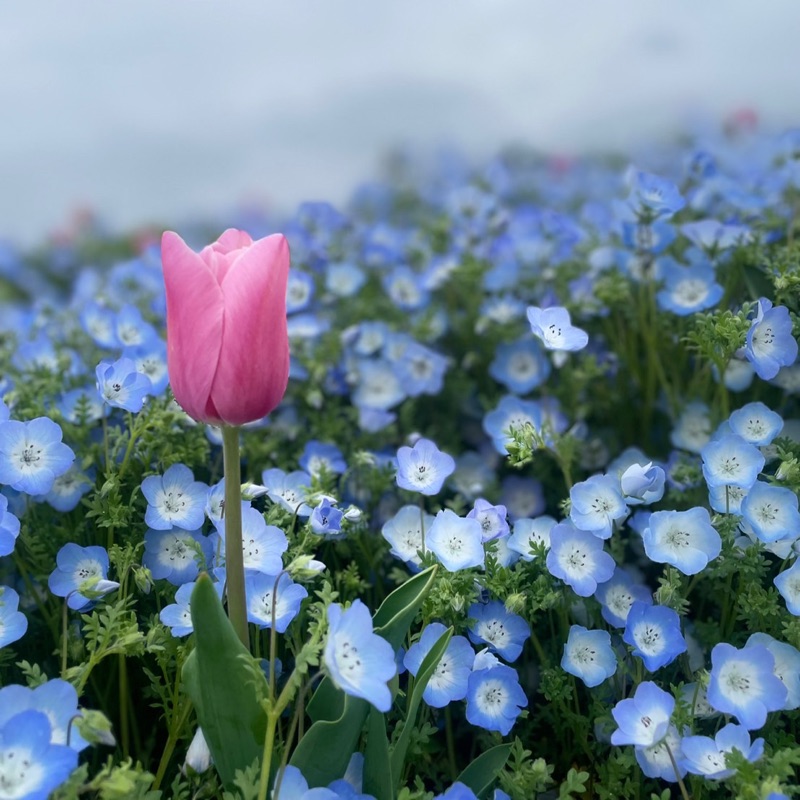 もえ