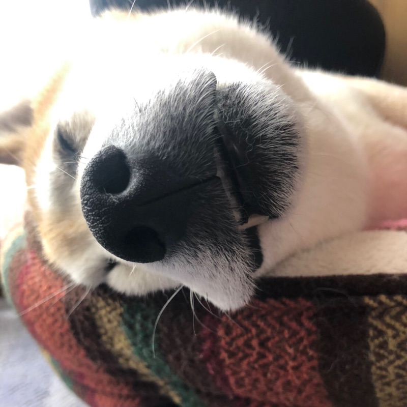 マチャ