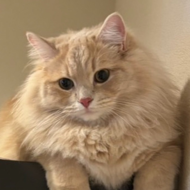 ss