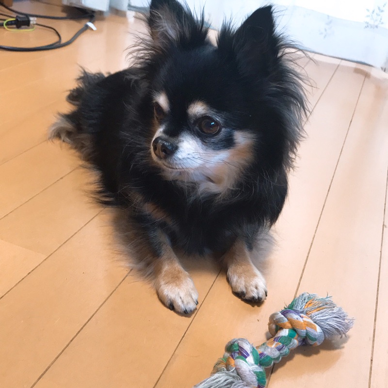 ニコ