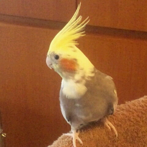 オレンジ