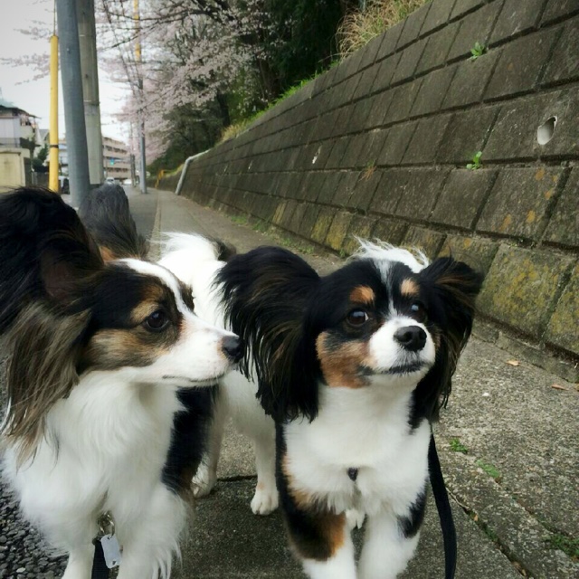 魚川陽子