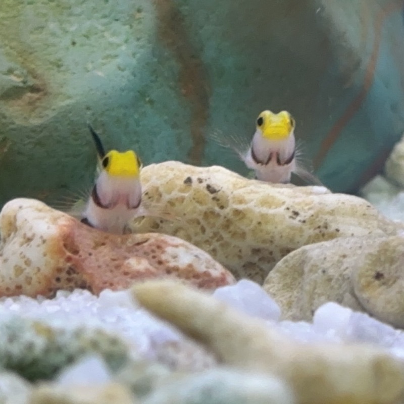 はたの