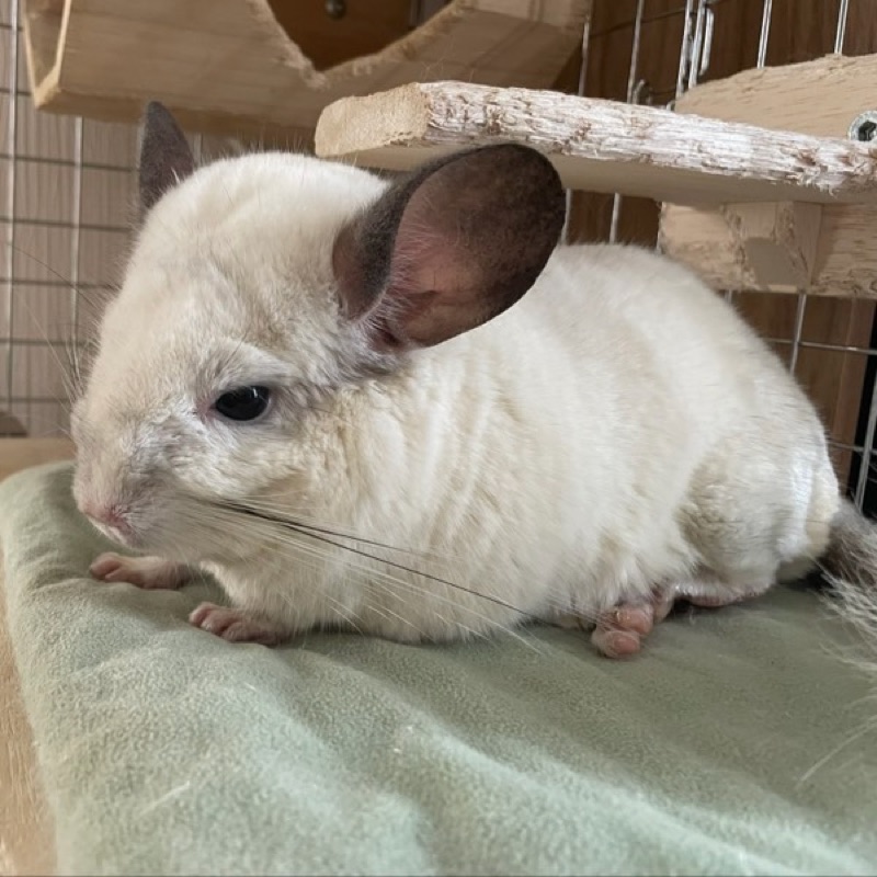 チャム