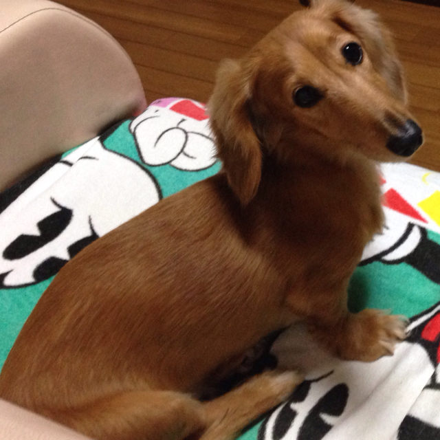 みゆま