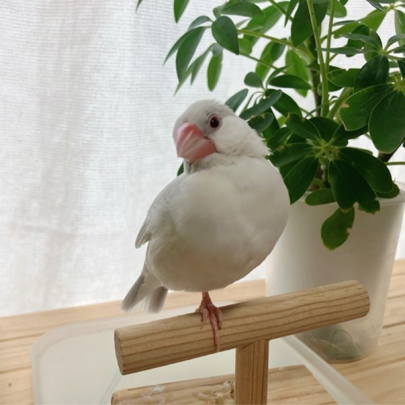 ゆ