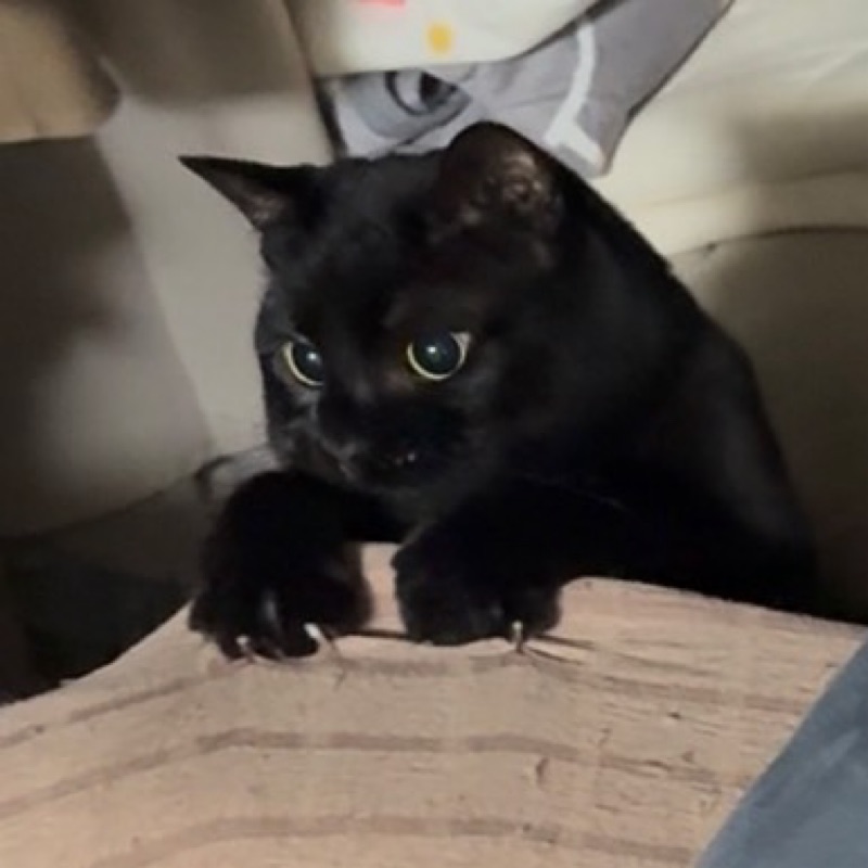 ふじむら