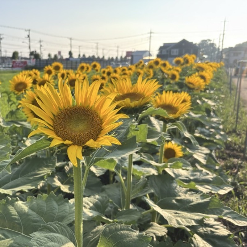 トウン　トウ　ター　ウイン