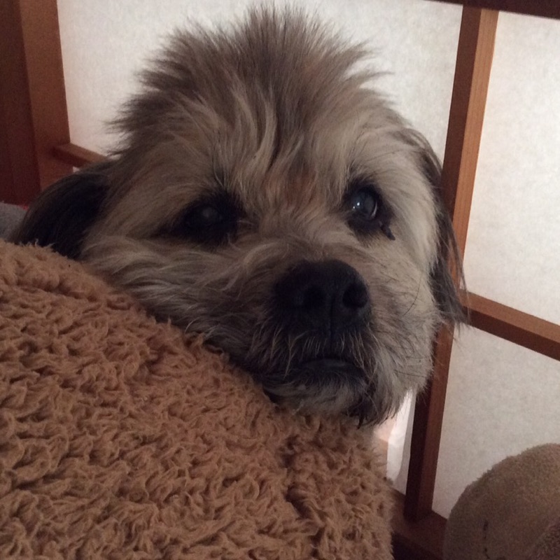 人見伸江