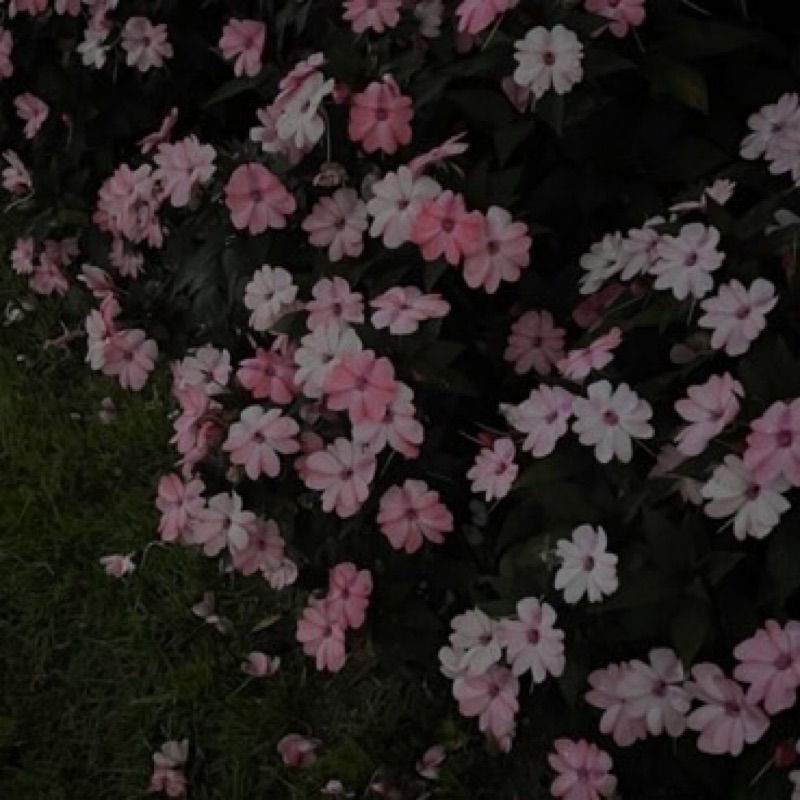 下村　桜介