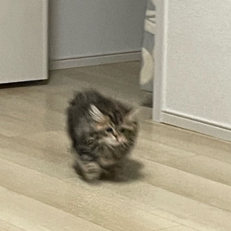 りゅう