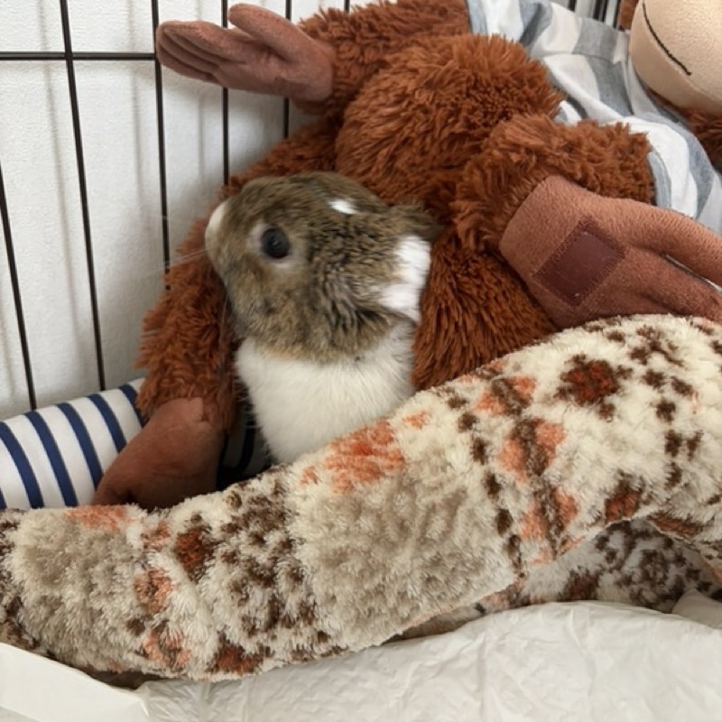 りあら