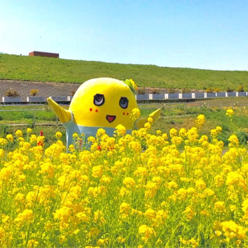 市川日菜